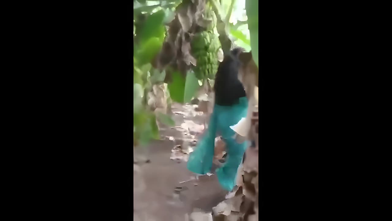 Caught Having Sex In Banana Yard